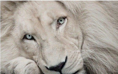 https://kininarunet.com/wp-content/uploads/2013/02/white-lion.jpeg